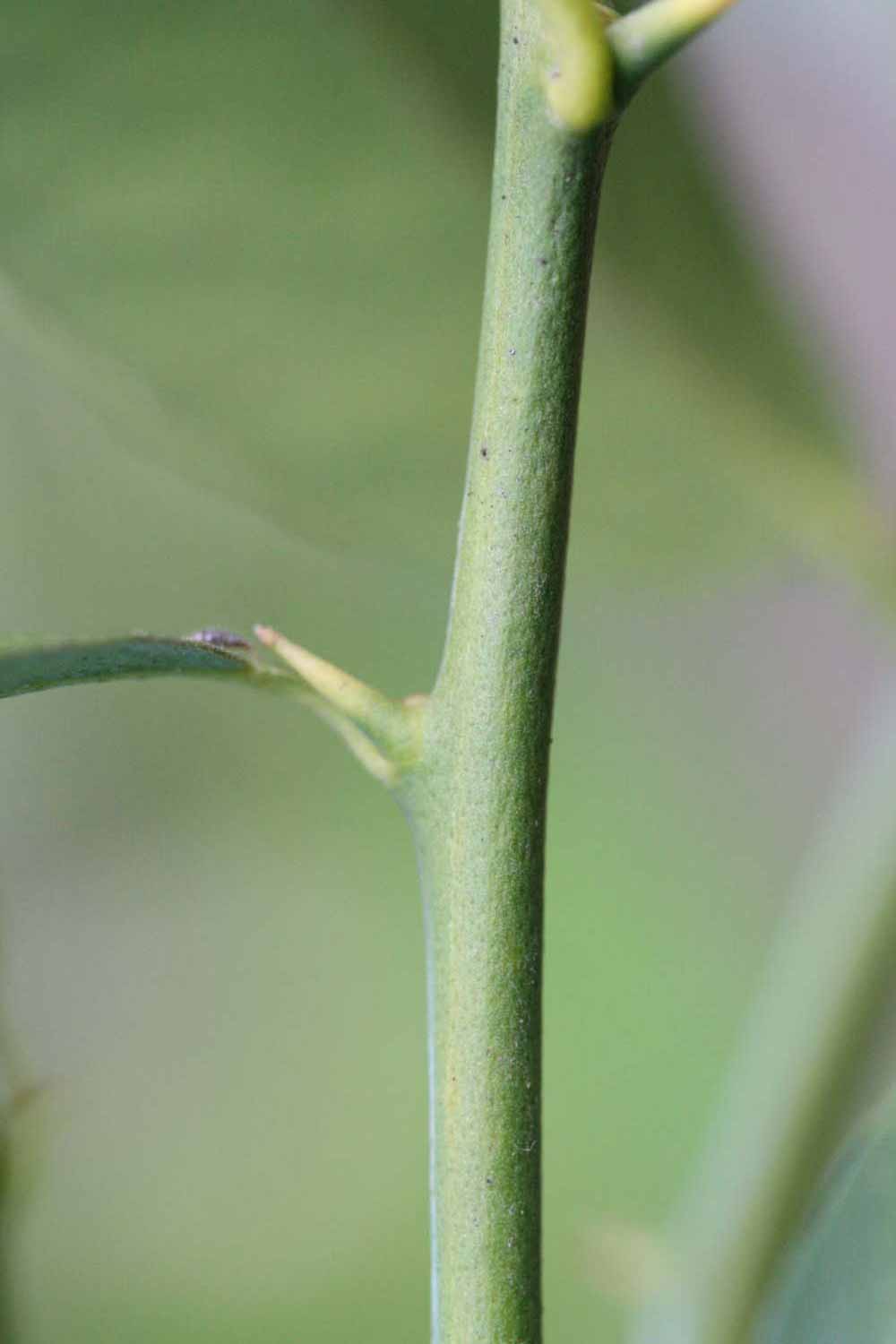            First year twig (Stow #7, Riverside, CA)   